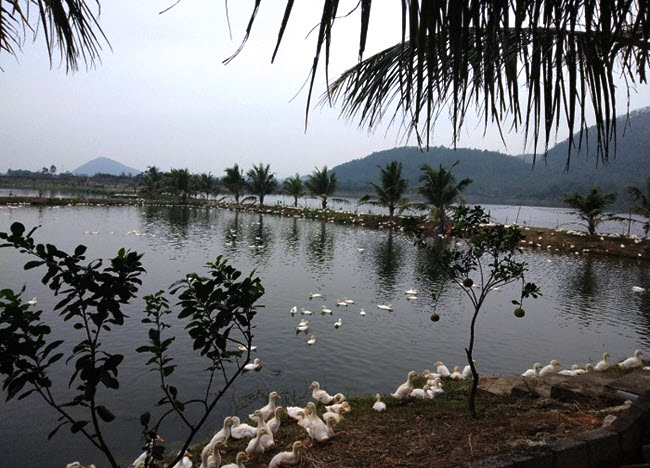 Đầu tư mô hình vườn ao chuồng Đầu tư mô hình vườn ao chuồng